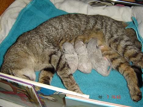 Huskat Figgo - Putter hos mor billede 19