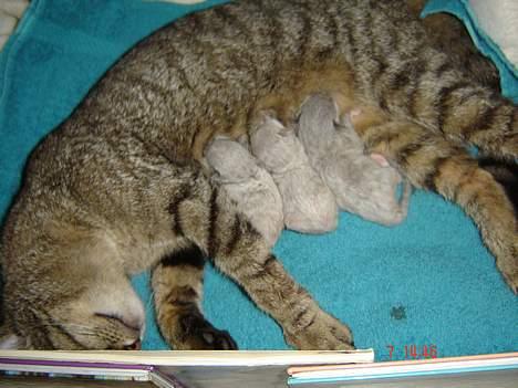 Huskat Figgo - Her er de igen billede 20