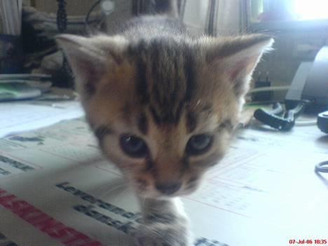 Huskat Pusser - Kælenavnet .  - Er hun ikke Kær ? <3          taget den 7 Juli 2006 billede 1