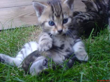 Huskat Pusser - Kælenavnet .  - Pusser udenfor for første gang .. Hehe  ..  Den 1 juli 2oo6 billede 2