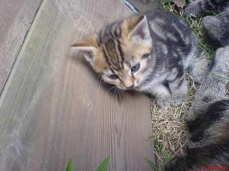 Huskat Pusser - Kælenavnet .  - Pusser udenfor - det er ved at blive lidt kedeligt ?  1 juli 2oo6 billede 3