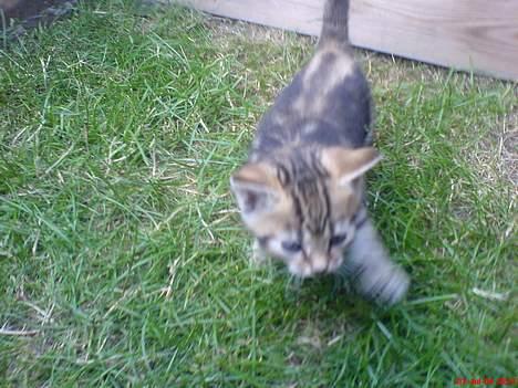 Huskat Pusser - Kælenavnet .  - Udenfor igen <3 billede 4