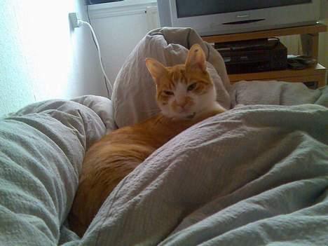 Huskat Oliver - Selv om jeg nu er blevet meget større, så elsker jeg stadig at putte i dyner billede 9