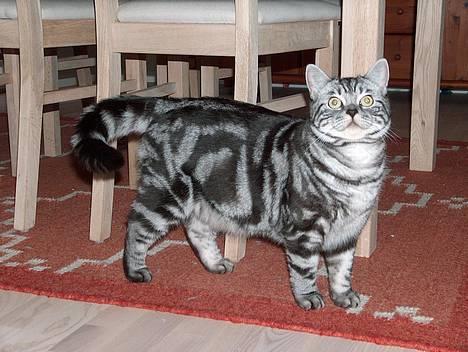 British Shorthair King Simba - Hey, ser jeg ikke bare godt ud? billede 13