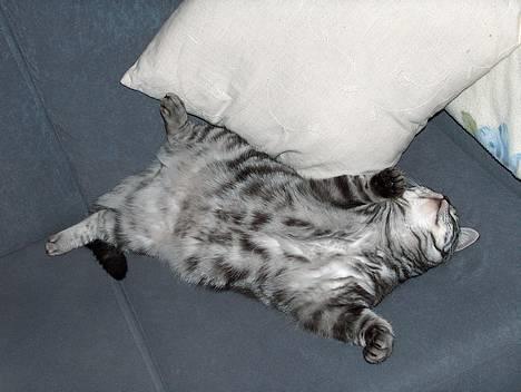 British Shorthair King Simba - Skønt med en lille lur... billede 14