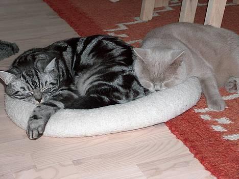 British Shorthair King Simba - Åh, skal han altid ligge lige i nærheden...? billede 15