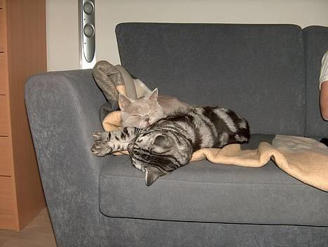 British Shorthair King Simba - Skønt med lidt hygge... Engang i mellem... billede 16