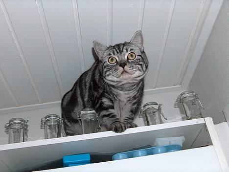 British Shorthair King Simba - UPS, her må jeg SLET IKKE være oppe! Nu får jeg nok balle.  billede 17