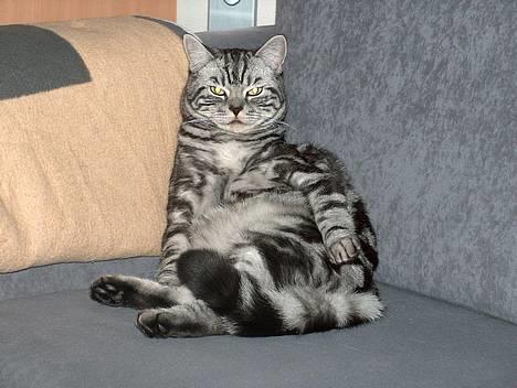 British Shorthair King Simba - Lad mig nu bare sidde i sofaen.. billede 18