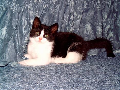 Blanding af racer "Amalie" - Er jeg ikke bare sød??? billede 1