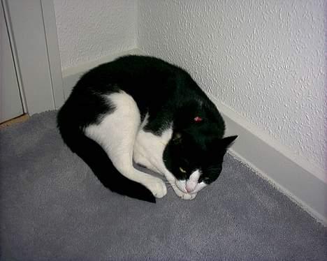 Blanding af racer "Amalie" - Kan godt lide at sove... billede 2