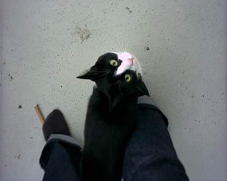 Blanding af racer "Amalie" - Hej der oppe!! billede 3