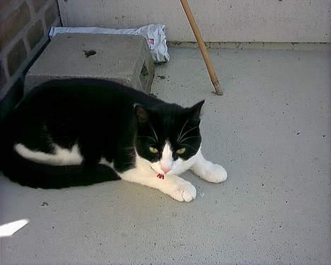 Blanding af racer "Amalie" - HHMMMM... billede 4