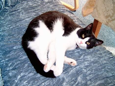 Blanding af racer "Amalie" - Så sød... billede 5