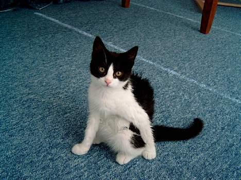 Blanding af racer "Amalie" - Jeg har lige været i bad.. billede 6