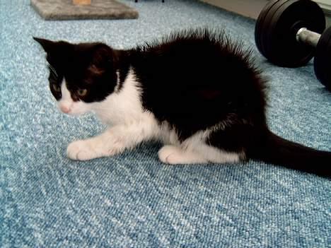 Blanding af racer "Amalie" - Gåsehud eller hvad?? billede 7