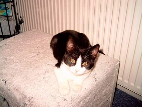 Blanding af racer "Amalie" - Hej med dig!! billede 8