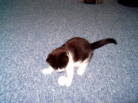 Blanding af racer "Amalie" - Bolde!!!! Mit Ynglings legetøj... billede 9