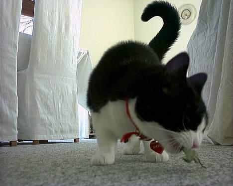 Blanding af racer "Amalie" - MUS???  Nam, Nam... billede 10