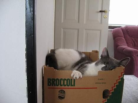 Huskat Vildkat - "Jeg kan lige akkurat være her!" billede 11