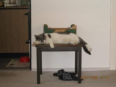 Huskat Vildkat - "Pyha, tager lige en blunder i varmen" billede 12