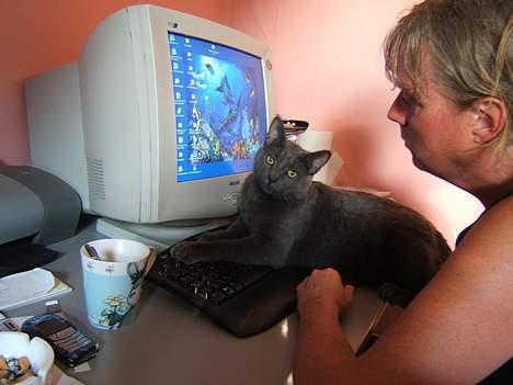 Russian Blue Miv - Ká man ikke få lidt fred ?? billede 12