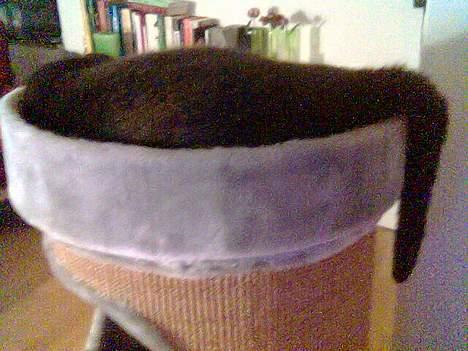 Huskat Mogens Mis - Alle kan trænge til en lur.... billede 7