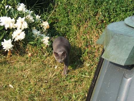Russian Blue Miv - Første tur i haven uden sele billede 13