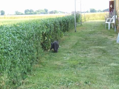 Russian Blue Miv - Oj hvor er der meget at kikke på når man er fri billede 14