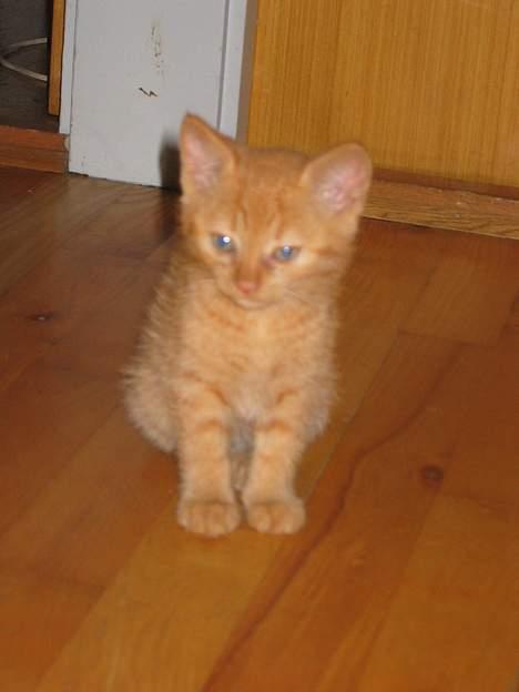 Huskat Felix - øv... har lige været i bad det er derfor jeg er sådan lidt pjusket hihi billede 10