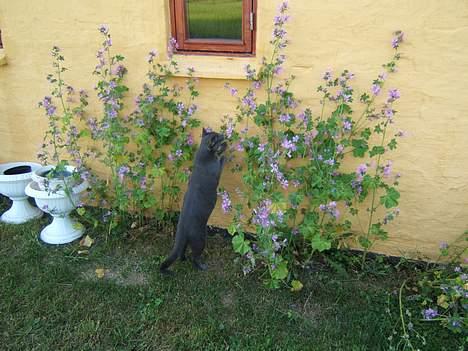 Russian Blue Miv billede 15