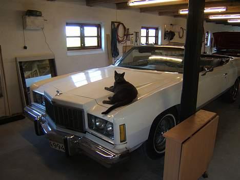 Russian Blue Miv - Ny kølerfigur ?? billede 16