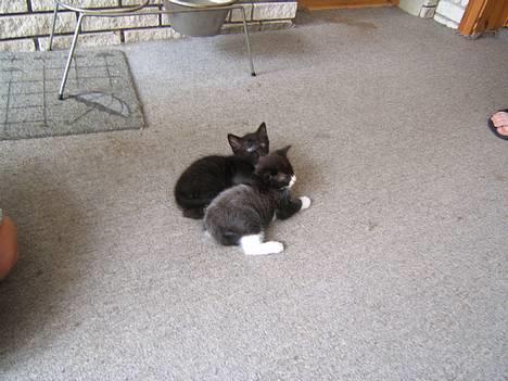 Russian Blue Miv - Hej jeg hedder Mau billede 17