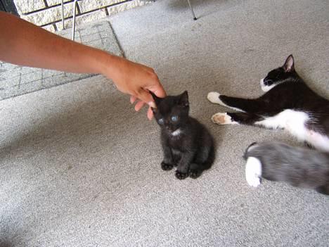 Russian Blue Miv - " Mor " er ørenullrer, mums billede 18