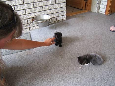 Russian Blue Miv - 5 uger gammel billede 19