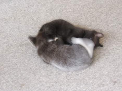 Russian Blue Miv - Jeg må heller øve mig, nu skal jeg snart lege med min " storebror " billede 20