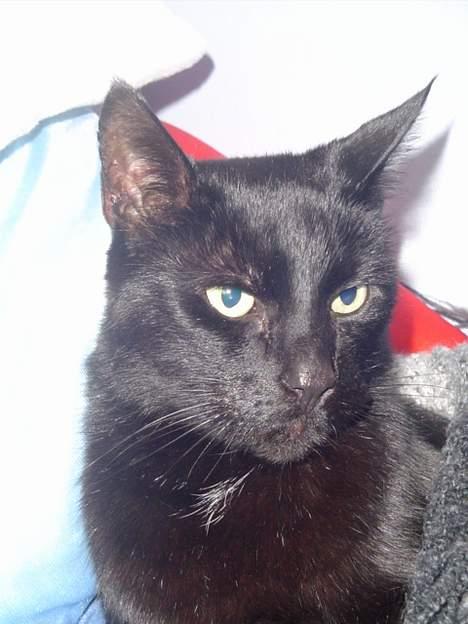 Blanding af racer sorte mis billede 1