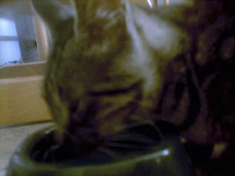 Blanding af racer Pelle <3 - lidt mad :) billede 19