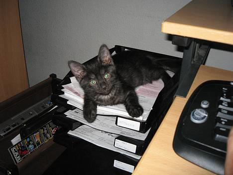 Huskat Taz - Når jeg sider ved computeren vil Taz også være lige i nærheden :D billede 1