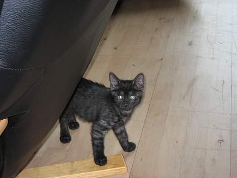 Huskat Taz - Taz på sin første opdagelses tur i lejligheden :O) Vi hygger os rigtigt billede 2