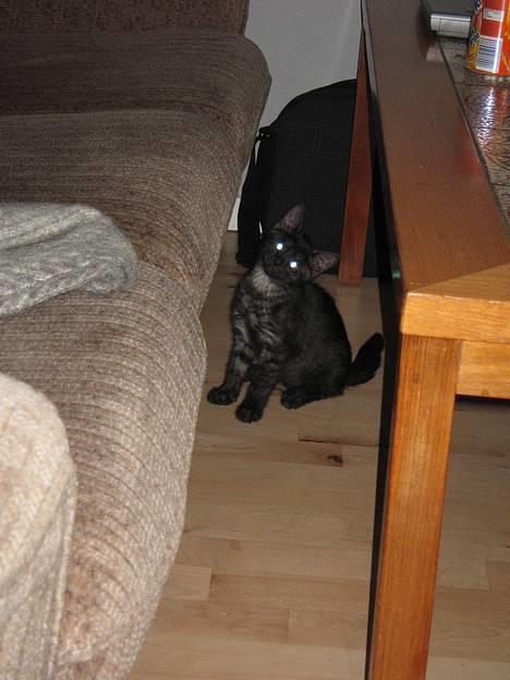 Huskat Taz - Må jeg godt hoppe op i sofaen? please !! billede 3