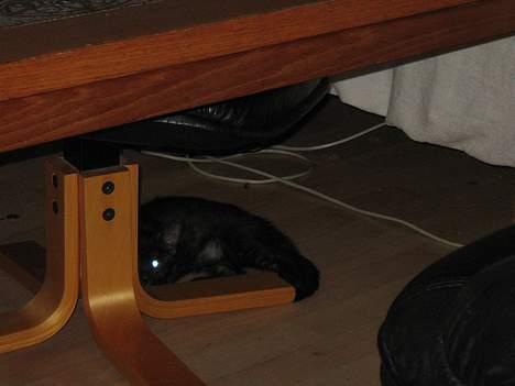 Huskat Taz - Du kan ikke se mig, na na billede 4