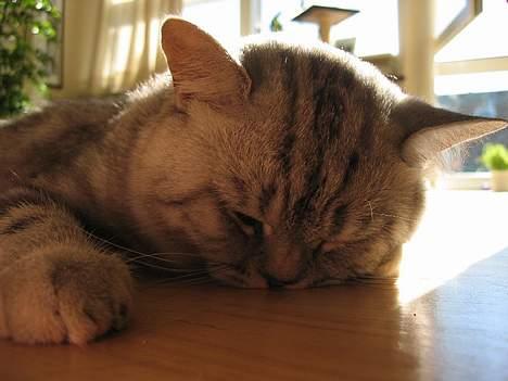 British Shorthair Qaiser - 31/7-06... En noget grogget Qaiser som har været ved dyrlægen og blive kastreret... billede 19