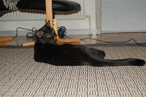 Huskat Taz - Shhh, im chilling man.. billede 5