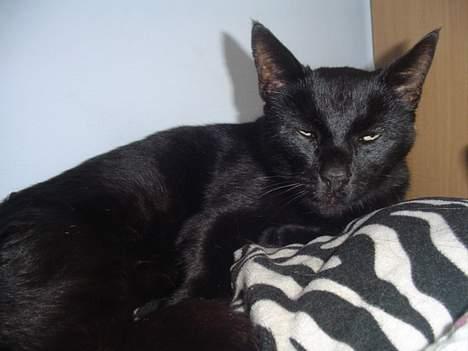 Blanding af racer sorte mis billede 3