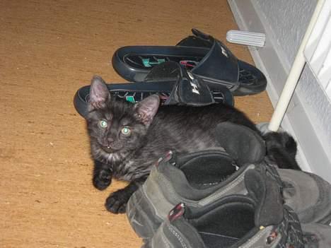 Huskat Taz - Du finder mig da også hele tiden :O) billede 6