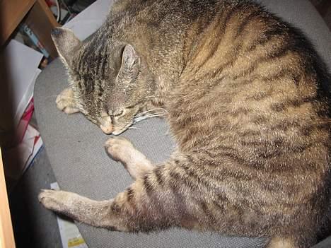 Huskat Snøfte *Død* billede 6