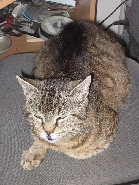 Huskat Snøfte *Død* billede 7