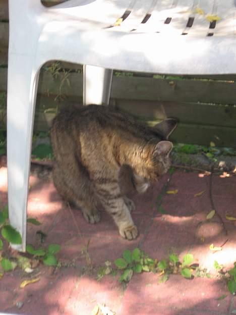 Huskat Snøfte *Død* billede 8