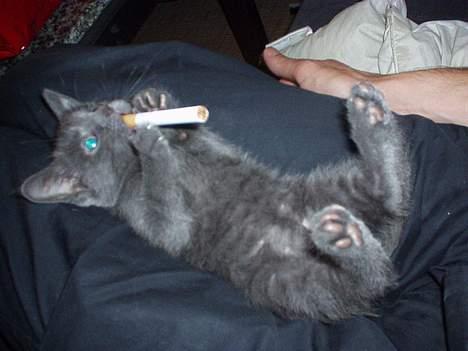 Huskat Baloo - Hvem har noget ild.......... billede 1